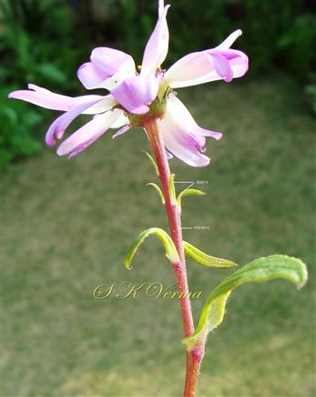  Capitulum on peduncle